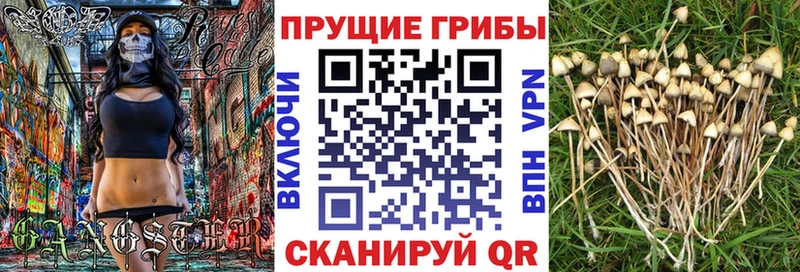 Псилоцибиновые грибы Cubensis Кунгур